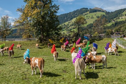 almabtriebe-im-brixental-1A___c_tropperkurt